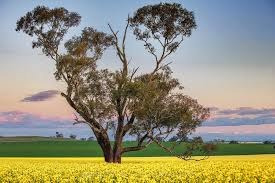 Canola