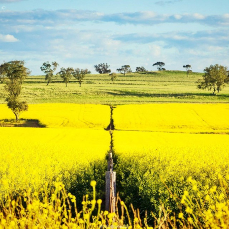 4.-Left-Of-The-Middle-Photography_-Merriwa-1024x648