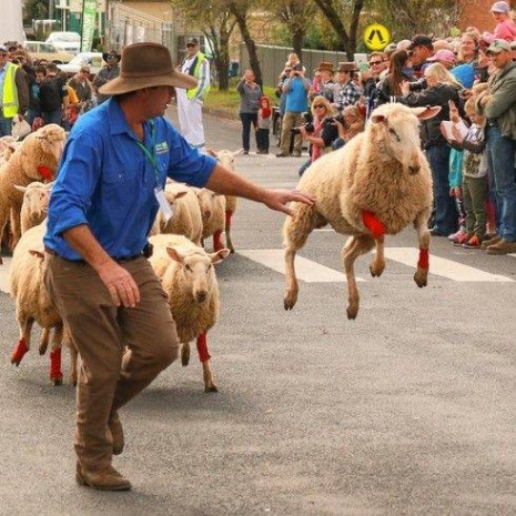 Sheep1