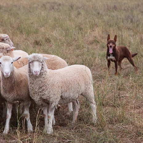 merriwa-shearing-071